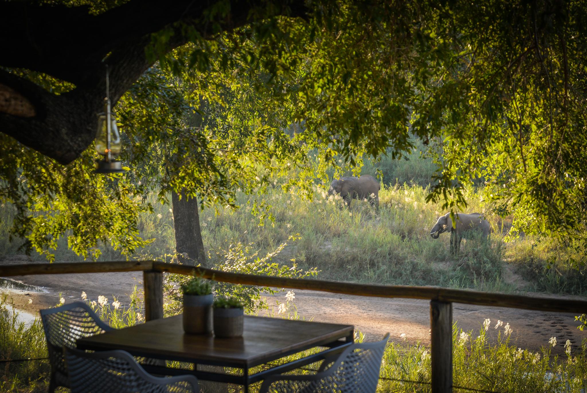 Lion Sands Narina Lodge Sabi Sand Game Reserve Eksteriør billede