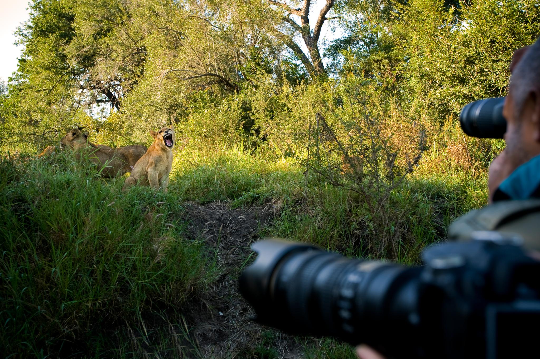 Lion Sands Narina Lodge Sabi Sand Game Reserve Eksteriør billede