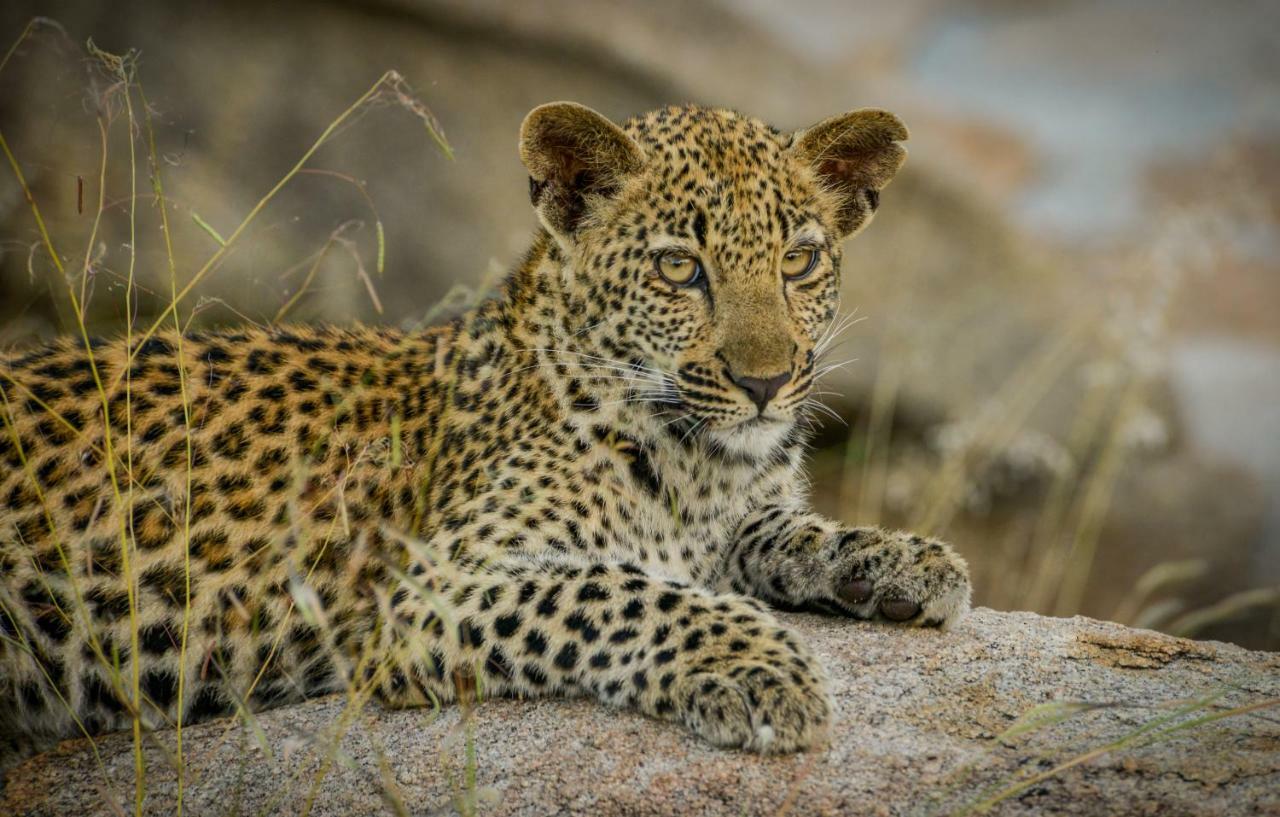 Lion Sands Narina Lodge Sabi Sand Game Reserve Eksteriør billede
