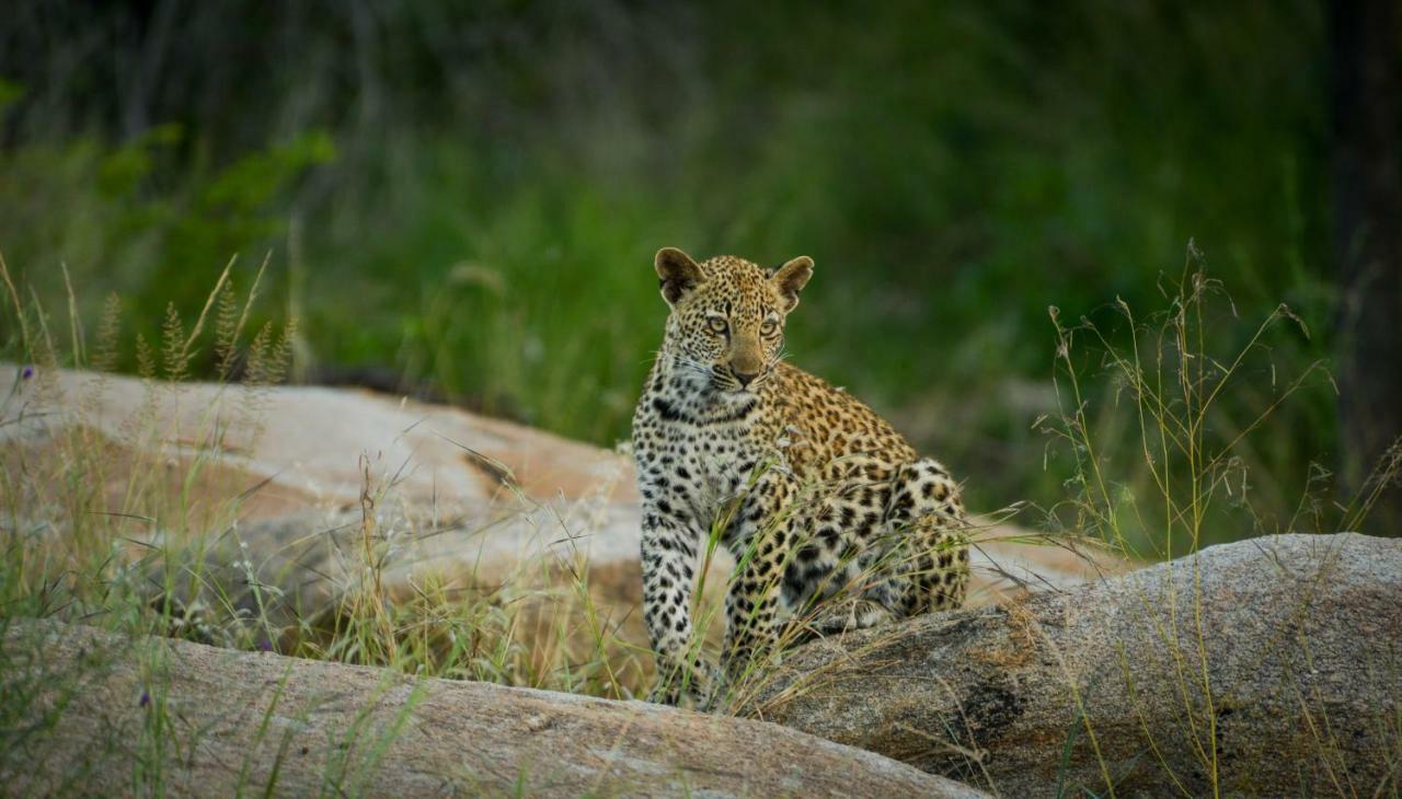 Lion Sands Narina Lodge Sabi Sand Game Reserve Eksteriør billede